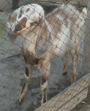 Козы, козлы: Продаю | Коза (самка), Козёл (самец), Козлёнок | Битал | Для разведения — 7
