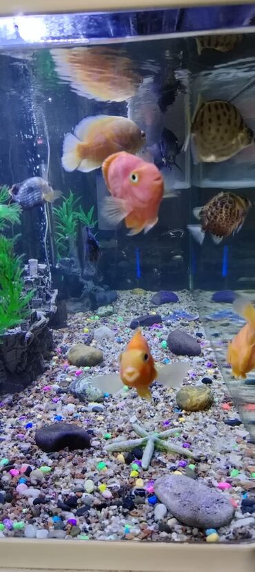 Akvariumlar: Zavod akvarium 330 litr olcusu 1.20 60.45 her seyi var bahali baliqlar — 10