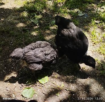 Другие животные: 20-баш кара түстөгү Австралорп жөжөлөрү сатылат 1,5 айлык 6, короз, 14 at lalafo.kg — 14 Другие животные: 20-баш кара түстөгү Австралорп жөжөлөрү сатылат 1,5 айлык 6, короз, 14 — 14