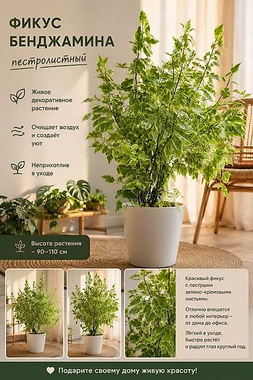 Фикус Бенджамина, пестролистный - Живое декоративное растение с at lalafo.kg Фикус Бенджамина, пестролистный - Живое декоративное растение с