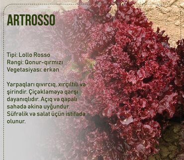 Toxumlar: Aluzze qarpiz toxumu — 16