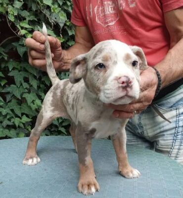 American bully AMERICKI BULLY, top stenad, strucno odnegovana