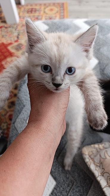 кошка беловодск: Ургаачы — 1