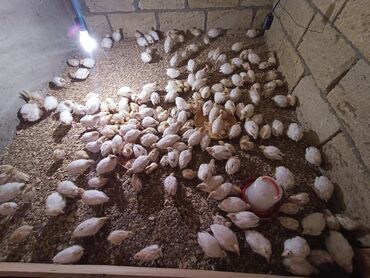 Inəklər, öküzlər: 1 günlük Texas bildirçin cücələri 50 qəpik 10 günlük 70 qəpik 20