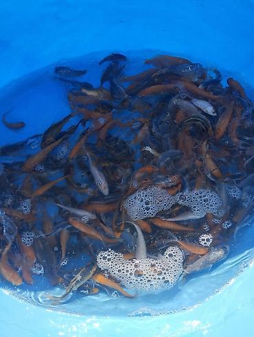 Рыбы: Коя, малёк карпа Кои — 3