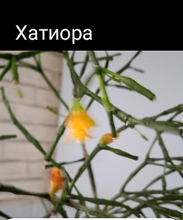 Хойи: Хойя вариегатная (Hoya carnosa variegata) — компактные укоренённые — 11