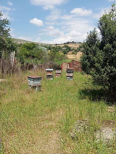 qaz ve ordek satisi: Arıxana və arıçılıq avadanlıqları dəsti Məhsulun tərkibi: - 10+ ədəd — 2