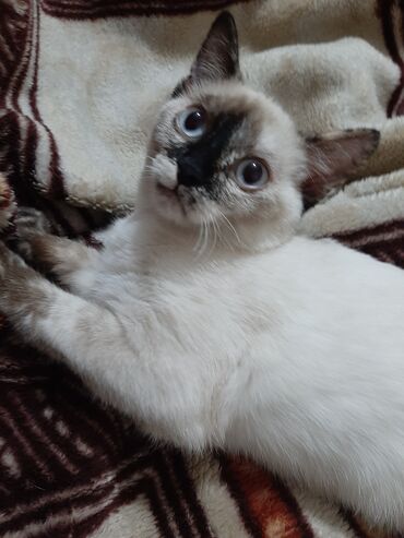 сиамская кошка: Кошка,4 месяца,Сиамская,с туалетом,с миской