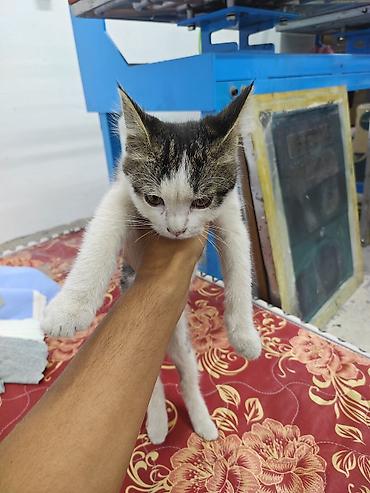 сиамская кошка даром: Отдам котёнка даром. Живет в цеху скоро зима за ним не кому — 2