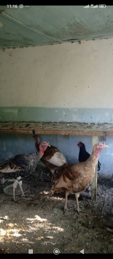 дом для животных: Индюки и индюшки.3самки прошлый год