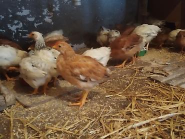 Cücələr: Toyuq cücələri, Ətlik — 9