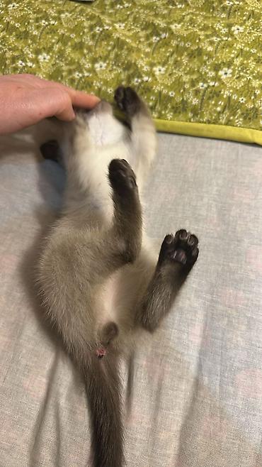 Кошки: Шотландская вислоухая — 5