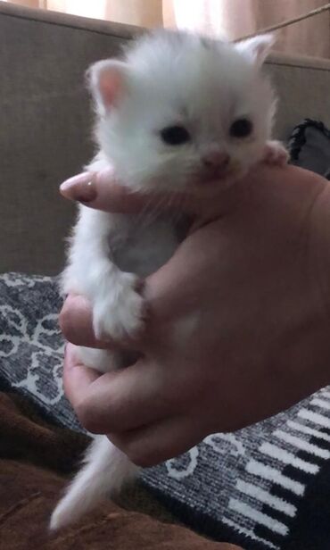 котенок британец белый: Продаем котенка британец .девочка .2 недели. бесплатно не будет!!!!!