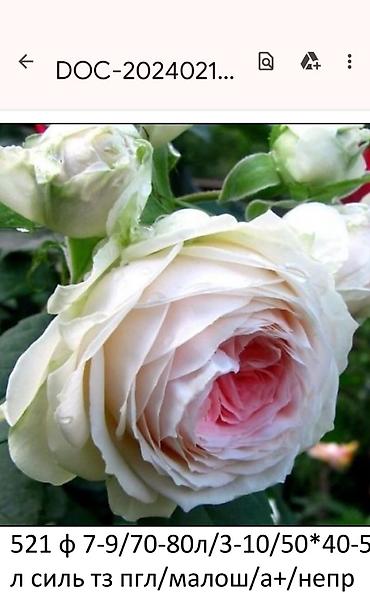 Садовые цветы и кустарники: Корни роз - Крупноцветковая чайно-гибридная роза с — 26