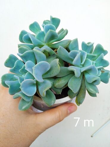 Otaq bitkiləri: Sukulənlər – müxtəlif növlər birbaşa qabda - Qab 1: Eyni qabda iki — 9