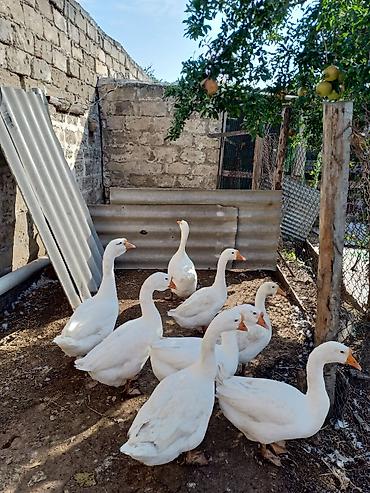 Salam. Linda qazı satılır 7 eded. damazlıq heyvanlardı - Cins: ağ ev