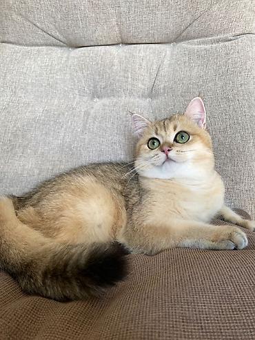 chinchilla satın al: Şinşilla, Dişi, Ünvandan götürmə — 2