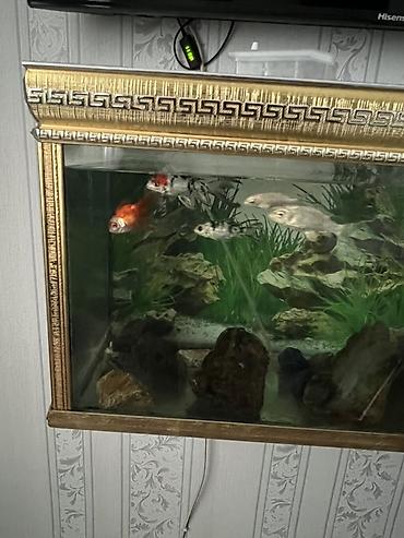 Akvariumlar: Divar tipli akvarium komplekti - Ölçü: iri ölçülü, divara bərkidilən — 4