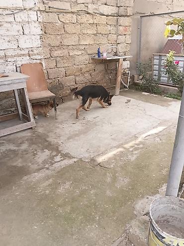 it sortu: Alman çoban iti — 6
