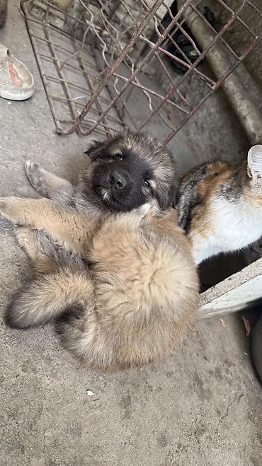 Животные: Отдам в хорошие руки котят и щенят 4 котенка: родились 8 марта Две — 9