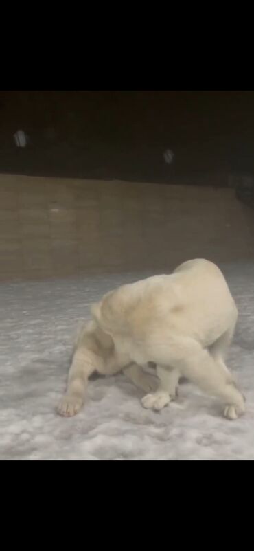 İtlər: Qurdbasar — 8