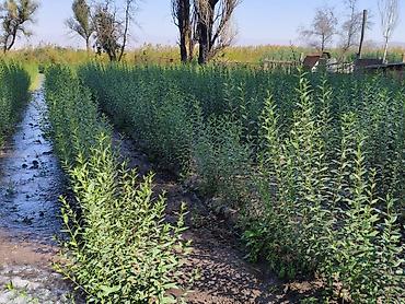 Самшит: Продаю разное декоративный дерево,живая изгородь из бирючины — 4