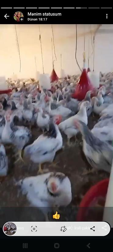 broyler cuce satisi: Toyuq cücələri, Damazlıq, Ödənişli çatdırılma — 1