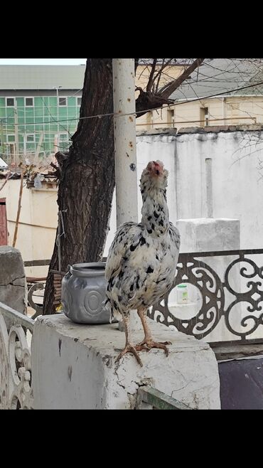 Salam fere satılır 40 manata pula ehtiyac olduğuna göre cins feredi
