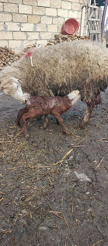 Qoyunlar, qoçlar: Beş ana beş bala sort heyvanlar satılır hammısı sağlam -da lalafo.az — 8 Qoyunlar, qoçlar: Beş ana beş bala sort heyvanlar satılır hammısı sağlam — 8