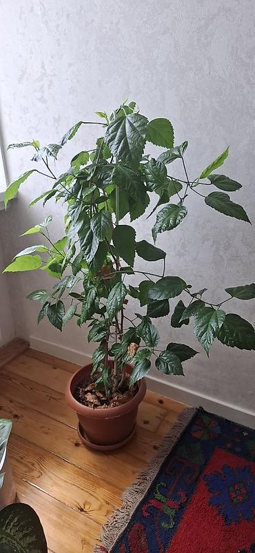 yaşıl: Hibiskus (Çin qızılgülü), torfa əkilib - Hündürlüyü təxminən 120–150 — 8