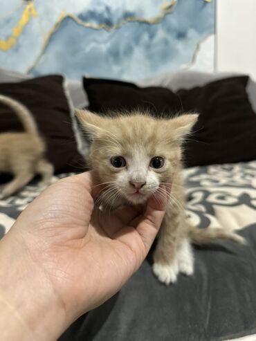 отдам кота в добрые руки: Отдам котят в хорошие, добрые руки!