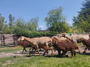 Животные: Продаю | Овца (самка) | Арашан | Для разведения | Матка, Ярка, Ягнившаяся