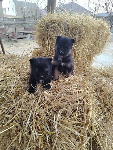 İtlər: Nemes afçarka sı 2 ədəd erkək — 7