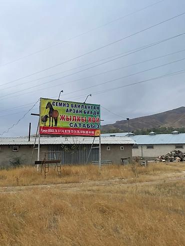 Лошади, кони: Продаю | Кобыла (самка), Конь (самец), Жеребец | На забой | Мерин — 8