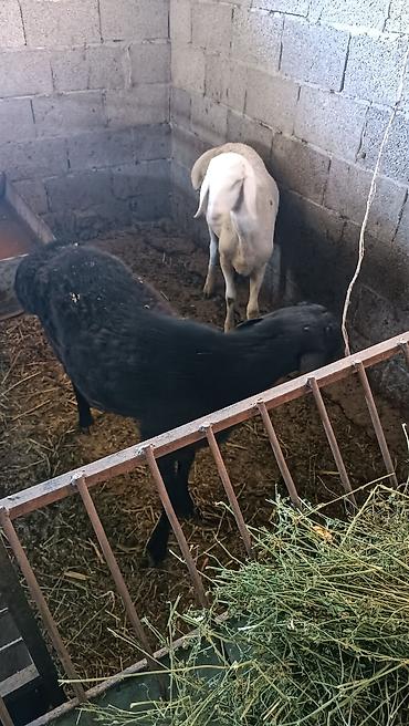 Продам с/х животных: Продаю | Баран (самец) | Для разведения — 3