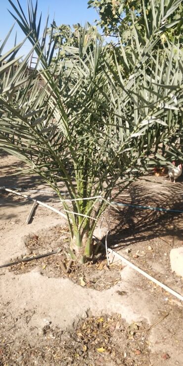 agdag direk suvaq: Dekorativ ağaclar satılır 2 böyük (təxminən 5 metrə) 1 kiçik, qiyməti at lalafo.az agdag direk suvaq: Dekorativ ağaclar satılır 2 böyük (təxminən 5 metrə) 1 kiçik, qiyməti