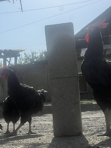 Куры, петухи: Продаю | Куры, Петух, Цыплята | Для разведения — 10