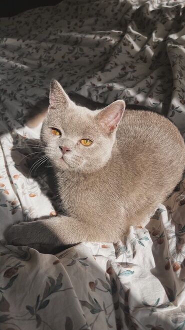 форель токмок: Шотландский кот с редким цветом окрас лилак (теплый