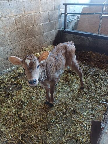 корова молоко литор 10: Продаю тёлочку 2недели,35тыс