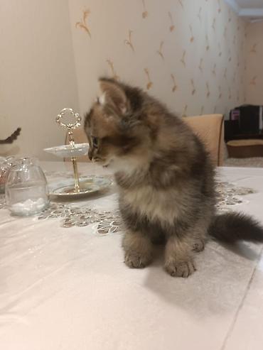 Кошки: Yumşaq tüklü, iri gözlü balaca pişik balası. - Uzun və sıx tüklü — 7