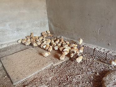 cücə fermasi: Toyuq cücələri, Damazlıq — 4