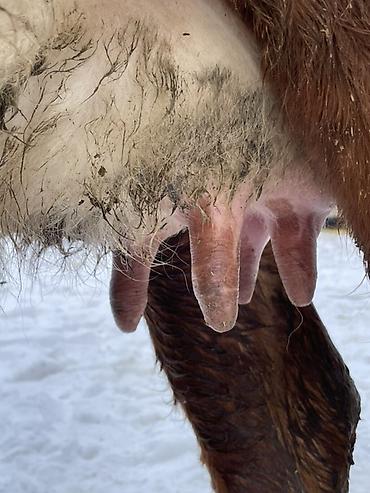 Коровы, быки: Продаю | Корова (самка) | Полукровка | Для молока | После отела at lalafo.kg — 13 Коровы, быки: Продаю | Корова (самка) | Полукровка | Для молока | После отела — 13