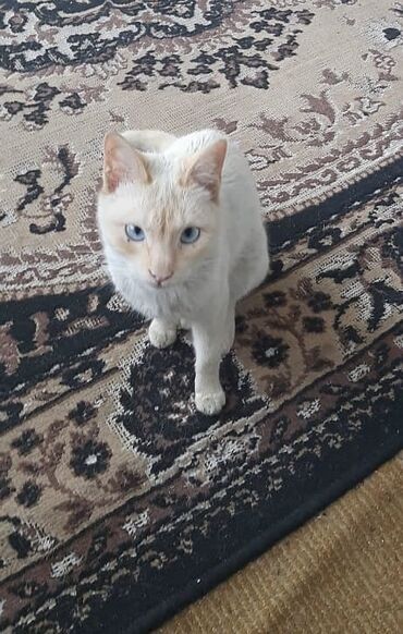 шотландская вислоухая лиловая кошка: Продается кошка, девочка, тихая и безвредная, идти в туалет умеет