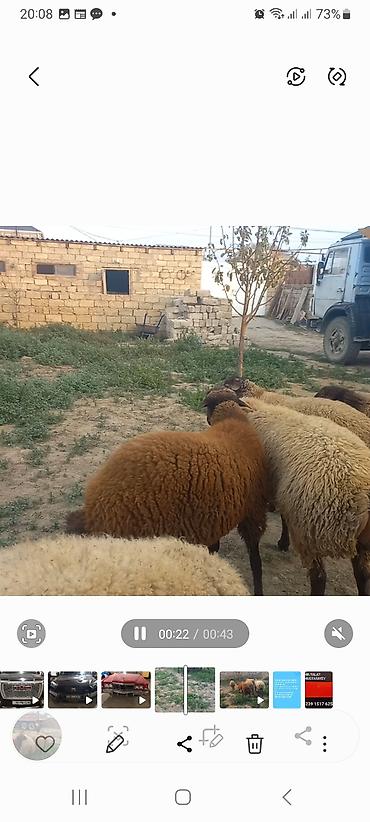 Quzu: 5 baş quzular öz Həyətimin Heyvanlaridir — 7