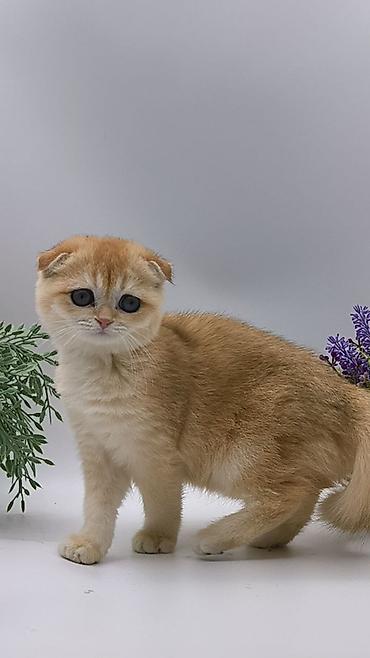 Pişiklər: Şotland — 9