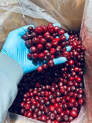 бак 200: 🍒 СРОЧНО ПРОДАЁТСЯ ВИШНЯ С КОСТОЧКОЙ! ❄️ Замороженная вишня высокого — 3