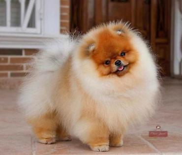 kupujem prodajem pomeranac: Najlepsi Pomeranci Boo samo u Pom_Hash_Starsu, bebe najkrace njuskice — 3