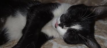 скоттиш фолд шотландская вислоухая кошка: 6 месяцев, Мальчик, Метис — 3