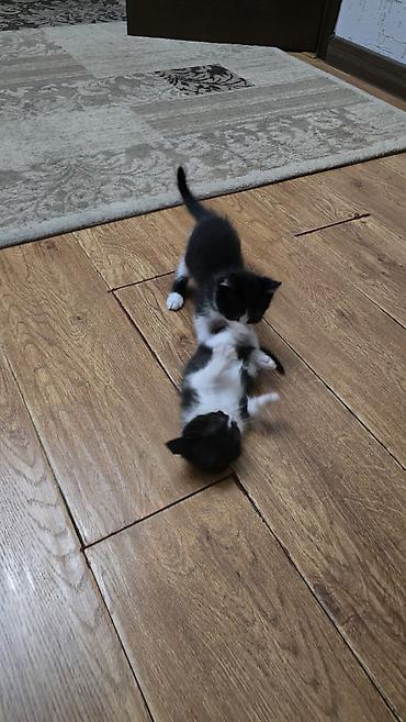 fermer kg: Котята в хорошие руки! Несколько малышей разной окраски: - черно-белые — 5