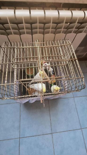 Попугаи: Korella satılır hamısı birlikdə 4ü 250 Azn öz quşlarımdi ev — 2